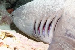 Da Gills. by Glenn Poulain 